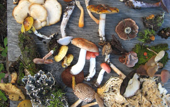 A selection of fungi displayed on a table