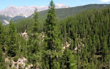 Image of a forested area in a mountenous zone.