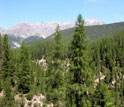 a forested area in a mountenous zone.