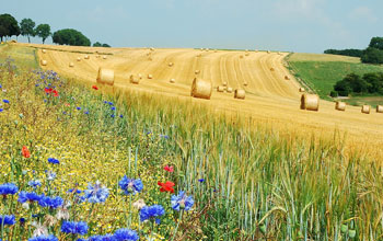 Image of wheat field with rolls of hey and poppies