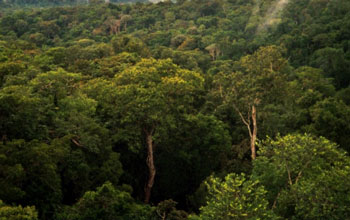 Tropical forests in the Amazon