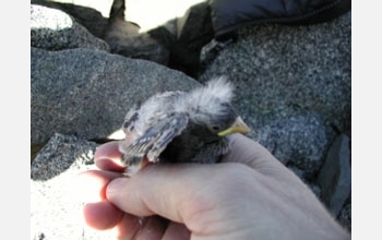 Black Rosy-Finch hatchling