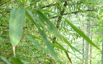 closeup of bamboo leaves