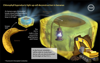 Artist's illustration of how chlorophyll byproducts light up cell deconstruction in bananas.