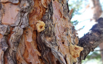 Close-up of a pine with open areas in the bark created by beetle burrowing