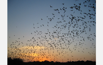 Photo of Brazilian free-tailed bats emerging from a cave.