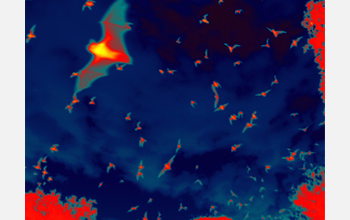 Photo of false-color infrared thermal imaging used to census flying Brazilian free-tailed bats.