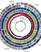 Circular representation of the <em>B. anthracis</em> genome</em>