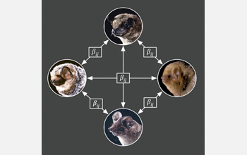 A conceptual diagram describes quantification of cross-species disease transmission rates.