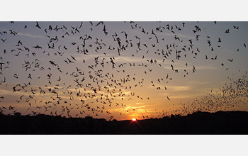 Photo of bats emerging from their roost.