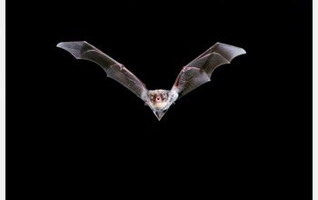 Photo of a bat in flight.