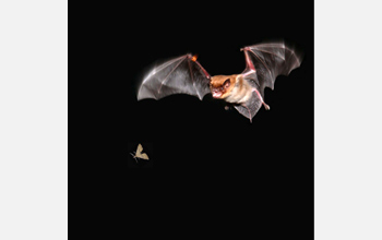 Photo of a bat pursuing a moth.