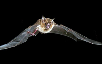 Photo of a leaf-nosed bat from the New World.