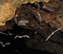 Photo of several species of bats flying together in a cave.