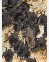 Photo of bats on a cave wall.