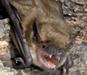Photo of a big brown bat, Eptesicus fuscus, on a cave wall.