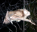 Photo of a common vampire bat, Desmodus rotundus, captured in a mist net.