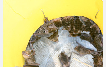 Photo of bats captured for sampling in a bucket trap.