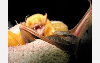 Photo of the bat species Lasiurus sp.