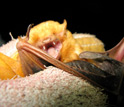 Photo of the bat species Lasiurus sp.