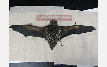 Photo of a bat pinned for measurement of its wing area.