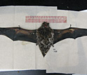 Photo of a bat pinned for measurement of its wing area.