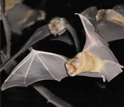 Flying bats.