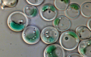 Microscope image of alga Galdieria sulphuraria.