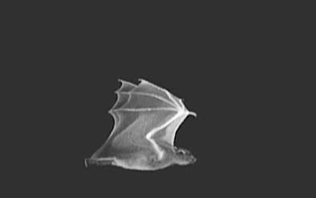Still image of bat in flight