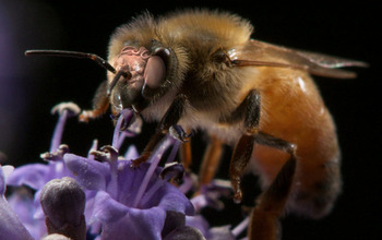 closeup of honeybee on flower
