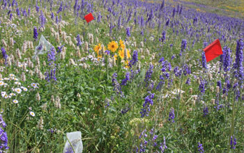 Photo of field with bagged flowers of tall larkspur