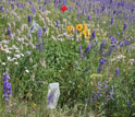 Photo of field with bagged flowers of tall larkspur