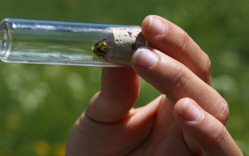 Close-up of bumble bee in a glass tube