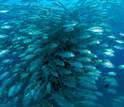 school of fish under water