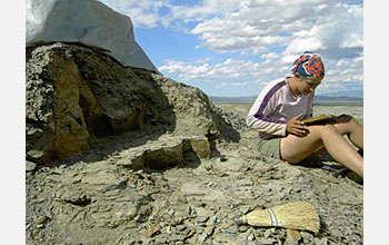 Photo of Ellen Currano collecting fossil leaves in Wyoming's Bighorn Basin