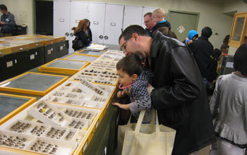 Photo of visitors peering at insects at the Hasbrouck Insect Collection at Arizona State University.