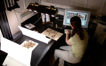 Photo of a researcher entering specimen images into a computer.
