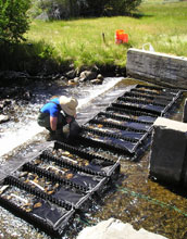 Photo of a scientist conducting a stream experiment to track biodiversity.
