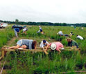 Photo of biologists sampling plants at the Cedar Creek Long-Term Ecological Research site.