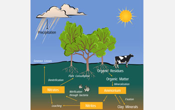 Illustration of the nitrogen cycle.