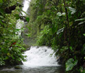 Photo of a stream and waterfall at the Mindo Biological Station in the Ecuadorian Andes.