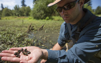 Biologist Pieter Johnson holding snails in his hand