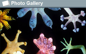 various marine organisms and the text photogallery