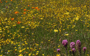 Photo of native wildflowers in a California serpentine grassland.