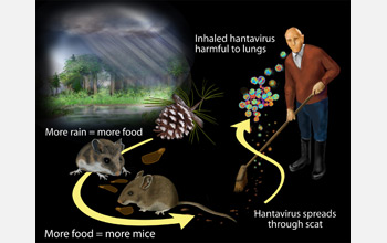 Illustration showing how food and rain lead to more mice and hantavirus and inhalation of virus.