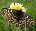 Photo of an endangered Bay Checkerspot butterfly on a flower in a serpentine grasslands.