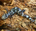 marbled salamander