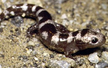 Marbled salamanders in a temporary pond