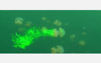 Made visible by fluorescent dye, water moves with swimming jellyfish in a lake in Palau.