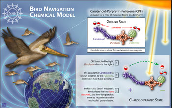Bird navigation chemical model